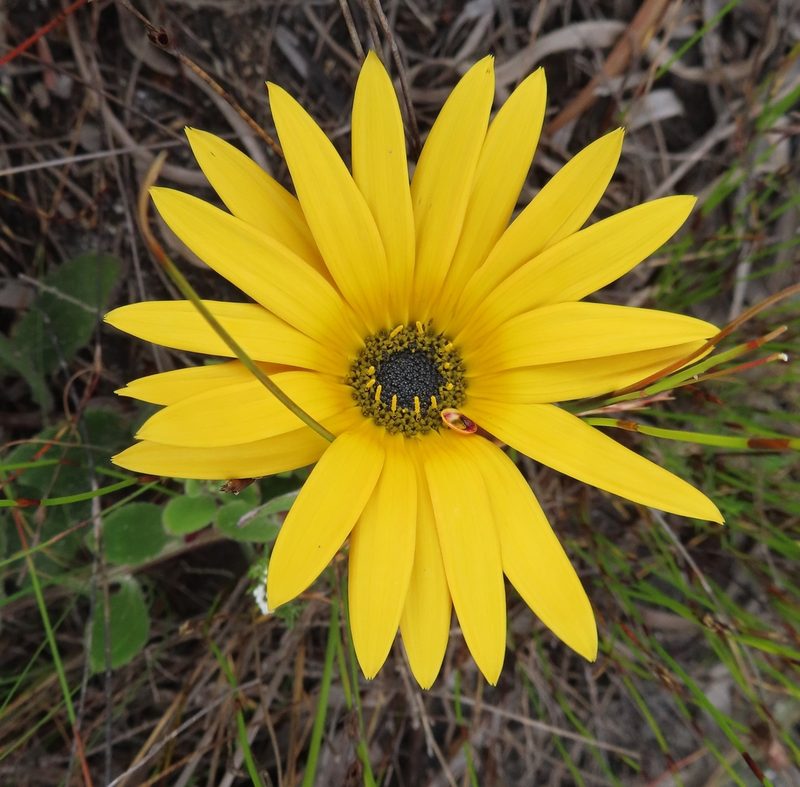 Arctotis angustifolia, photographed by linkie