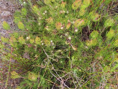 Serruria inconspicua, photographed by linkie