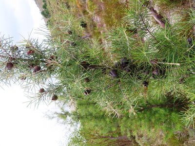Hakea gibbosa, photographed by linkie