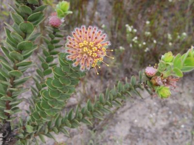 Leucospermum truncatulum, photographed by linkie