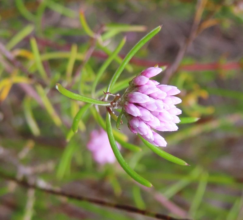Metalasia tenuifolia, photographed by linkie