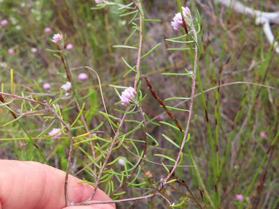 Metalasia tenuifolia, photographed by linkie