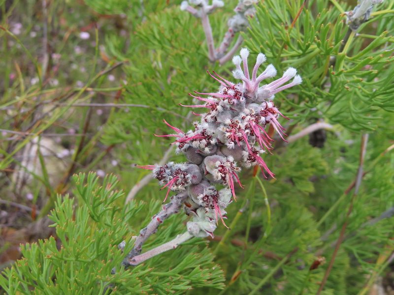 Paranomus bolusii, photographed by linkie