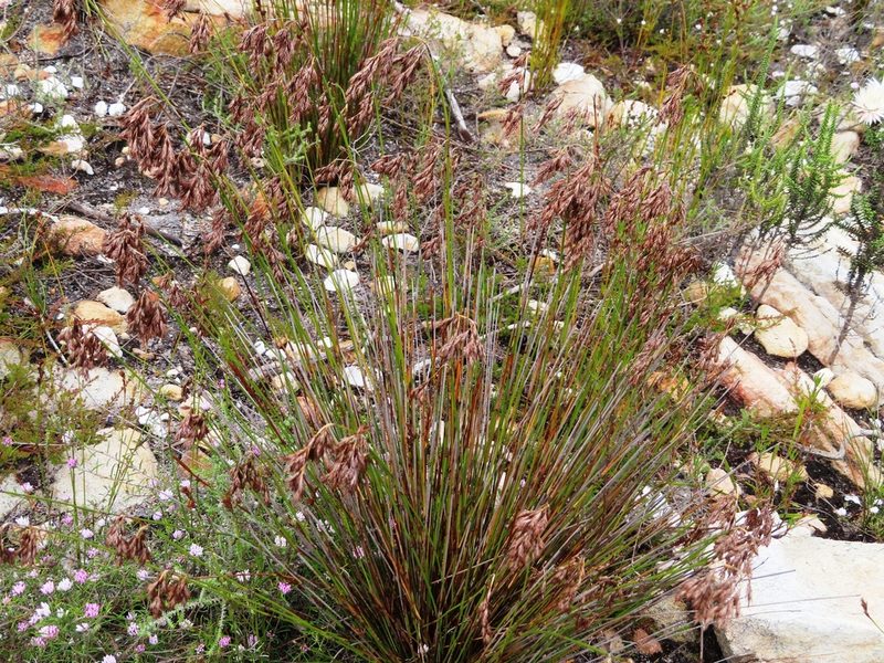 Thamnochortus fraternus, photographed by linkie