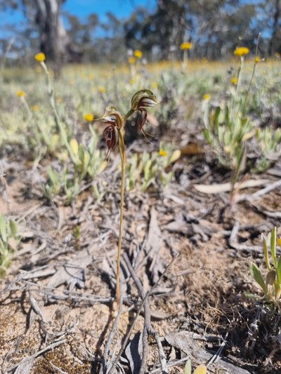 Pterostylis cheraphila, photographed by Richard Dimon
