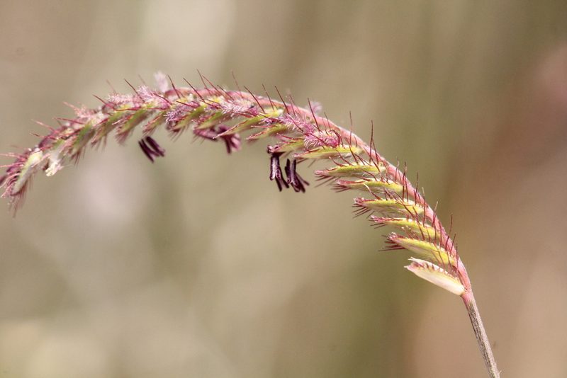 Eremochloa ciliaris, photographed by Agnes Trekker