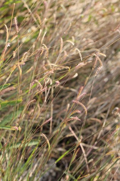 Eremochloa ciliaris, photographed by Agnes Trekker