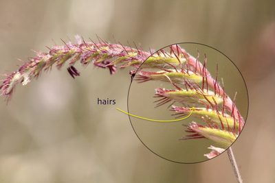 Eremochloa ciliaris, photographed by Agnes Trekker