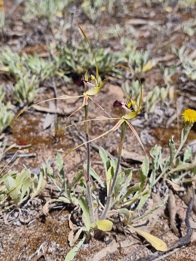 Caladenia tensa, photographed by Richard Dimon