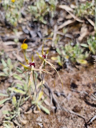 Caladenia tensa, photographed by Richard Dimon