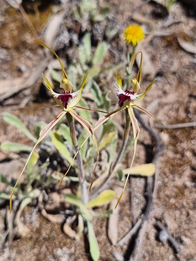 Caladenia tensa, photographed by Richard Dimon