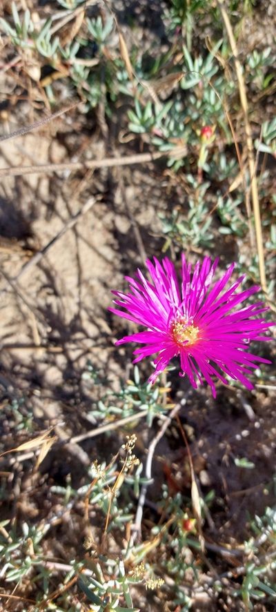 Lampranthus stenopetalus, photographed by sharndreheuvel
