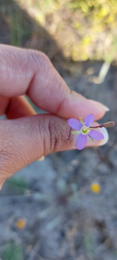 Heliophila adpressa, photographed by sharndreheuvel