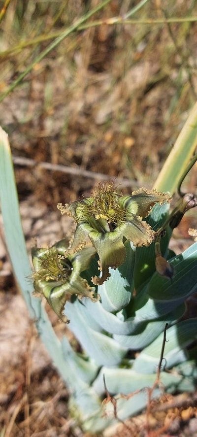 Ferraria divaricata, photographed by sharndreheuvel