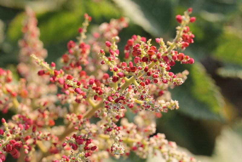 Rhus chinensis, photographed by Agnes Trekker