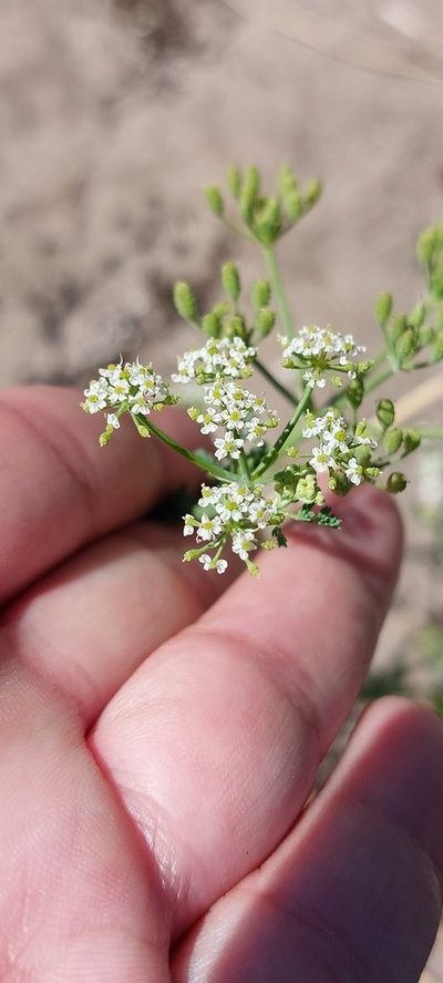 Capnophyllum africanum, photographed by sharndreheuvel
