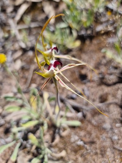 Caladenia tensa, photographed by Richard Dimon