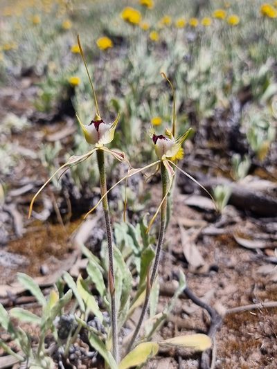 Caladenia tensa, photographed by Richard Dimon