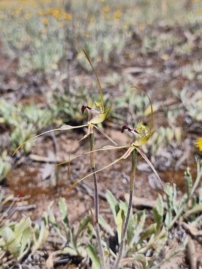 Caladenia tensa, photographed by Richard Dimon