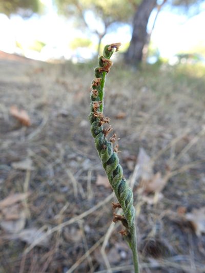 Spiranthes spiralis, photographed by Duarte Frade