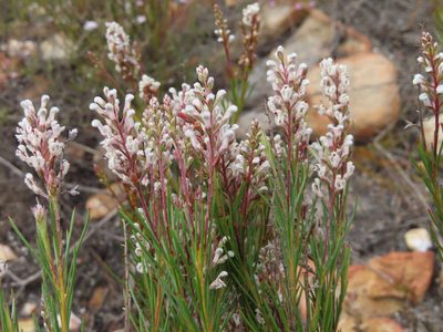 Spatalla racemosa, photographed by linkie