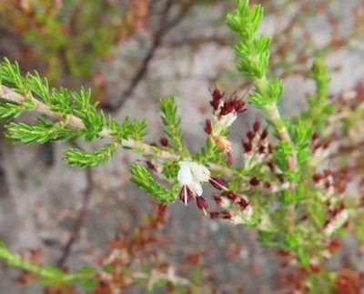 Erica imbricata, photographed by linkie