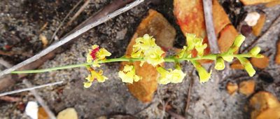 Tritoniopsis unguicularis, photographed by linkie