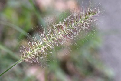 Cenchrus alopecuroides, photographed by Agnes Trekker