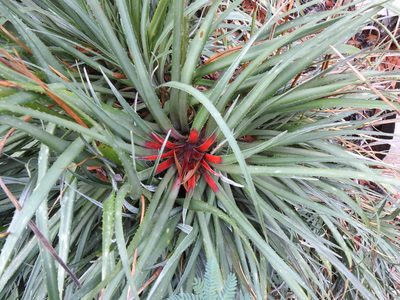Fascicularia bicolor, photographed by Duarte Frade