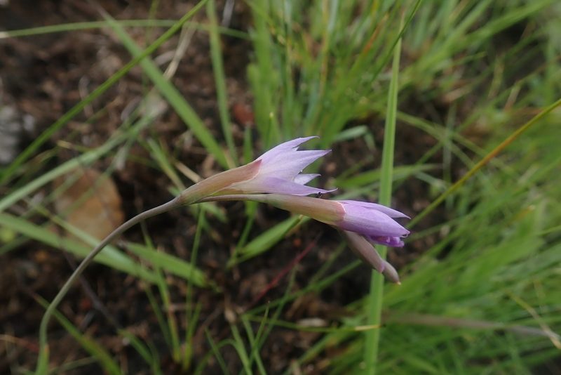 Gladiolus pubigerus, photographed by Jimmy Whatmore