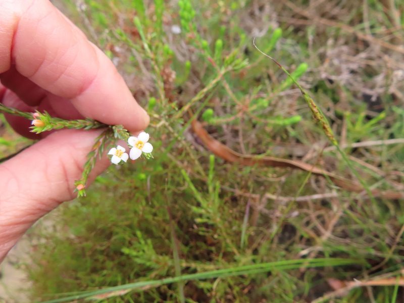 Lachnaea filicaulis, photographed by linkie