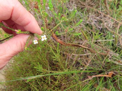 Lachnaea filicaulis, photographed by linkie