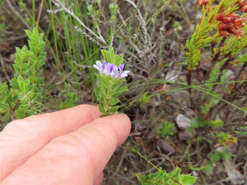Psoralea pungens, photographed by linkie