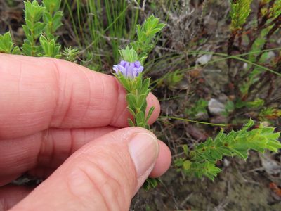Psoralea pungens, photographed by linkie