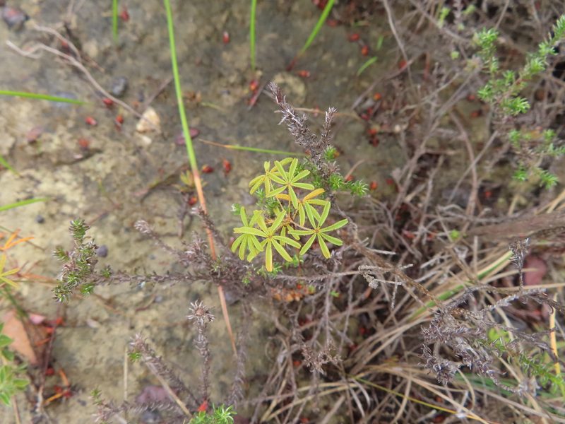 Oxalis engleriana, photographed by linkie
