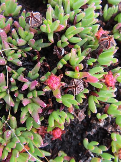 Acrodon parvifolius, photographed by linkie