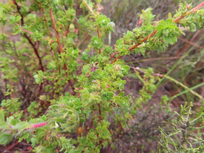 Cliffortia filicaulis, photographed by linkie