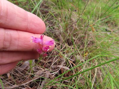 Lachenalia rosea, photographed by linkie