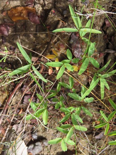 Oxalis duriuscula, photographed by linkie