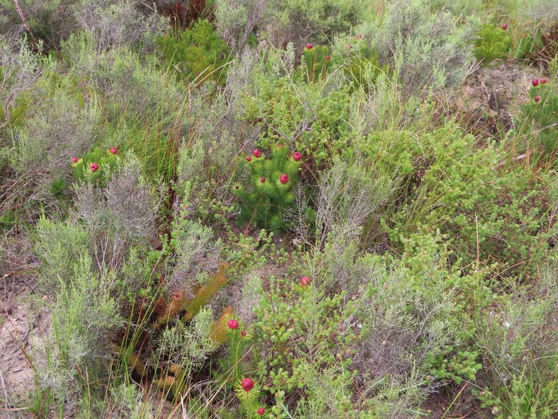 Leucadendron teretifolium, photographed by linkie