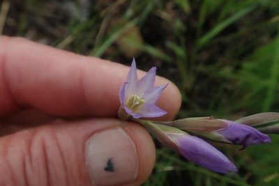 Gladiolus pubigerus, photographed by Jimmy Whatmore