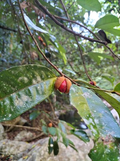 Myristica globosa, photographed by Matthew Borella