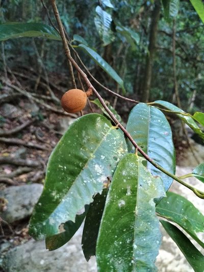Myristica globosa, photographed by Matthew Borella