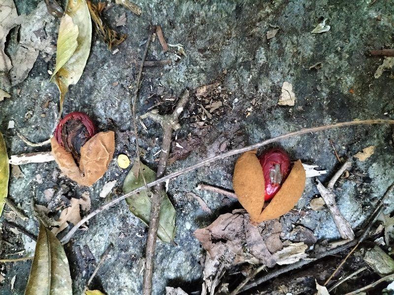 Myristica globosa, photographed by Matthew Borella