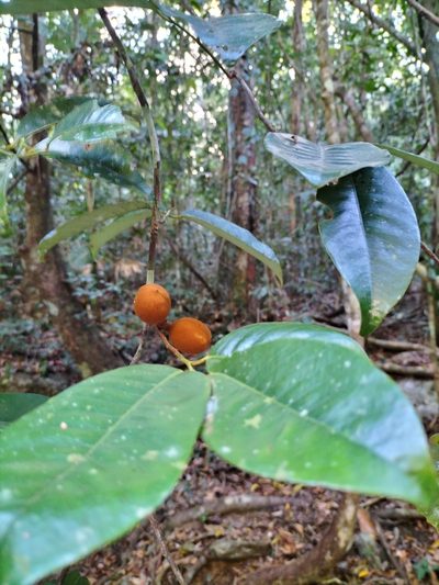 Myristica globosa, photographed by Matthew Borella