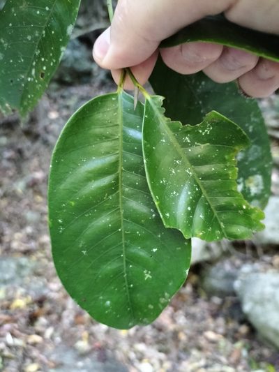 Myristica globosa, photographed by Matthew Borella