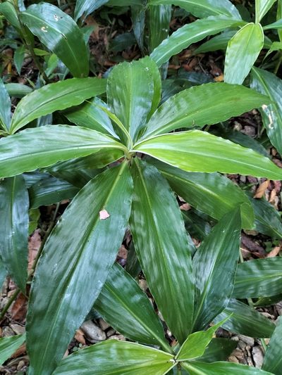 Pollia macrophylla, photographed by Matthew Borella