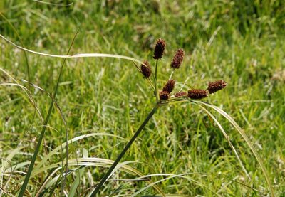 Cyperus thunbergii, photographed by Tony Rebelo