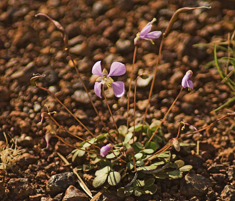 Cleome oxalidea, photographed by Tony Eales