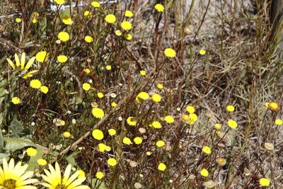 Cotula pruinosa, photographed by Tony Rebelo